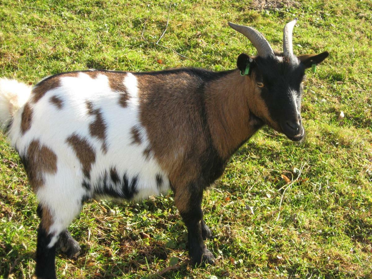 Roulotte De Charme "Le Paradis Des Animaux" 2 A 4 Personnes Coublevie 外观 照片